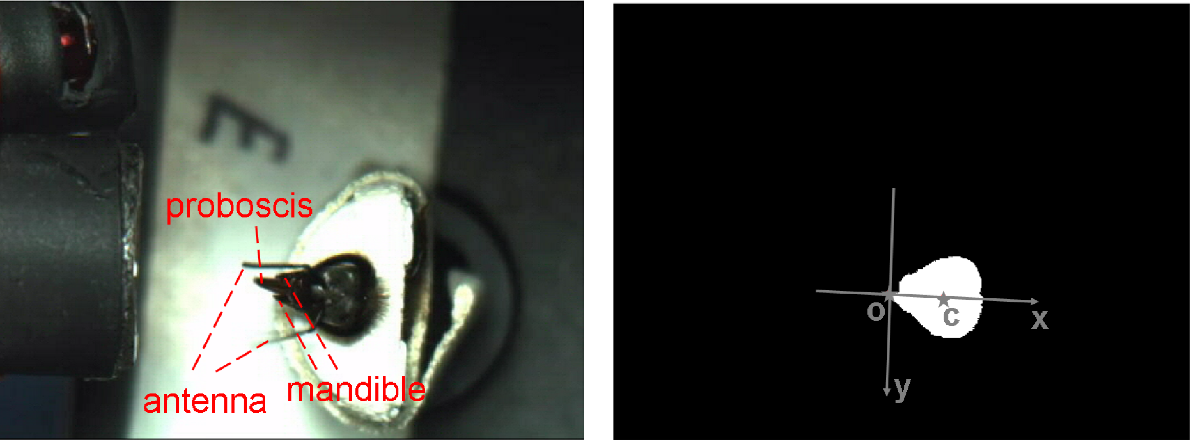 Teaser of Automatic framework for tracking honeybeeś antennae and mouthparts from low framerate video