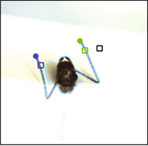 Interactive Tracking of Insect Posture