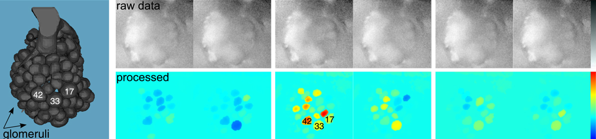 Teaser of The looks of an odour -- visualising neural odour response patterns in real time