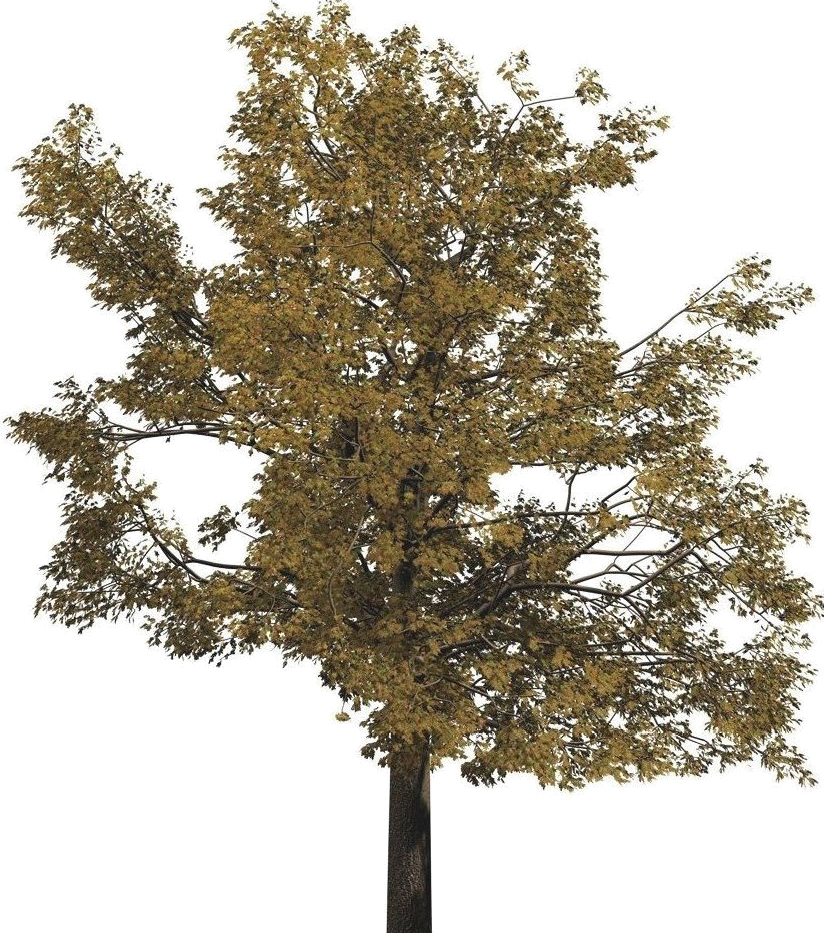Approximate Image-based Tree-modeling Using Particle Flows