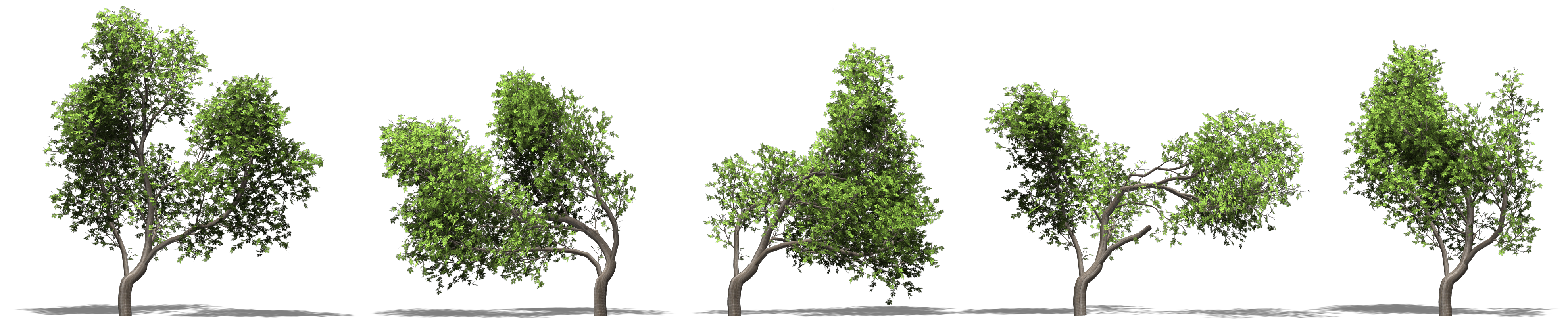 Teaser of Windy Trees: Computing Stress Response for Developmental Tree Models