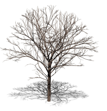 Tree Growth Modelling Constrained by Growth Equations