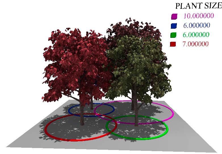 Modeling and Visualization of symmetric and asymmetric plant competition