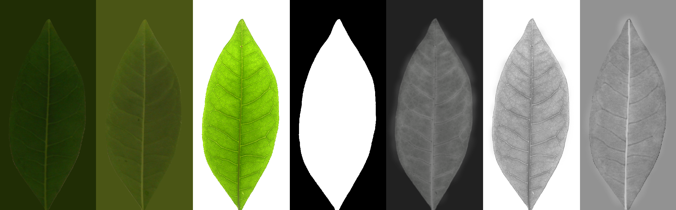 Teaser of Accurate Graphical Representation of Plant Leaves