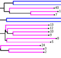 VEGA: visual comparison of phylogenetic trees for evolutionary genome analysis