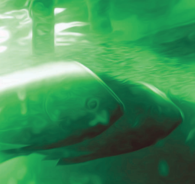 RoboTwin: A Platform to Study Hydrodynamic Interactions in Schooling Fish