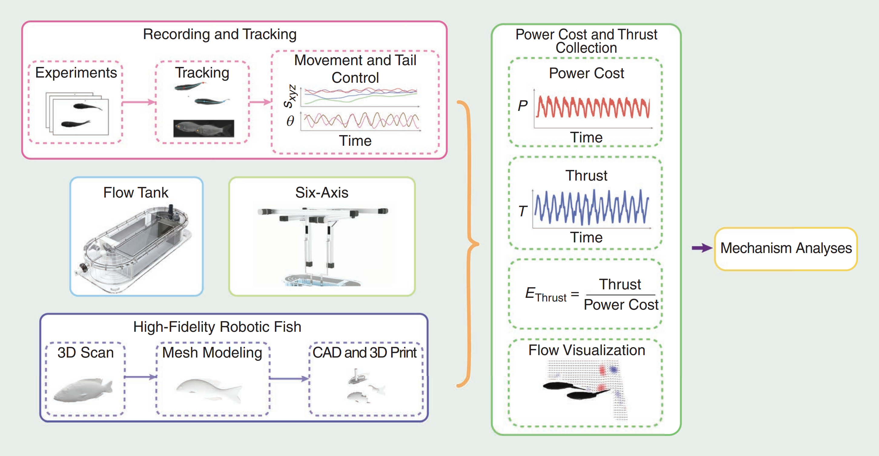 Teaser of RoboTwin: A Platform to Study Hydrodynamic Interactions in Schooling Fish
