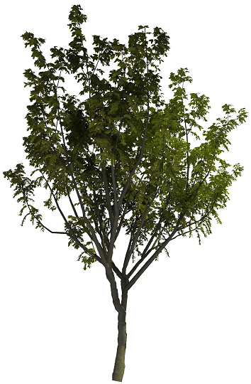Texture-lobes for Tree Modelling