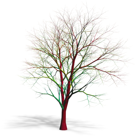 Capturing and Animating the Morphogenesis of Polygonal Tree Models