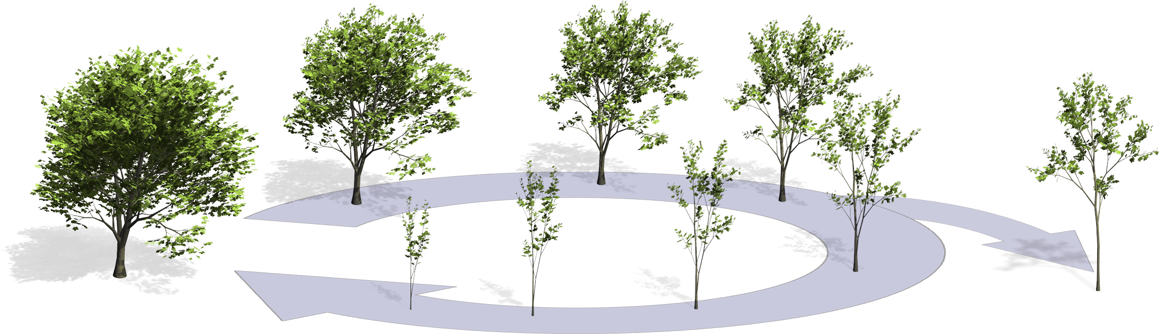 Teaser of Capturing and Animating the Morphogenesis of Polygonal Tree Models