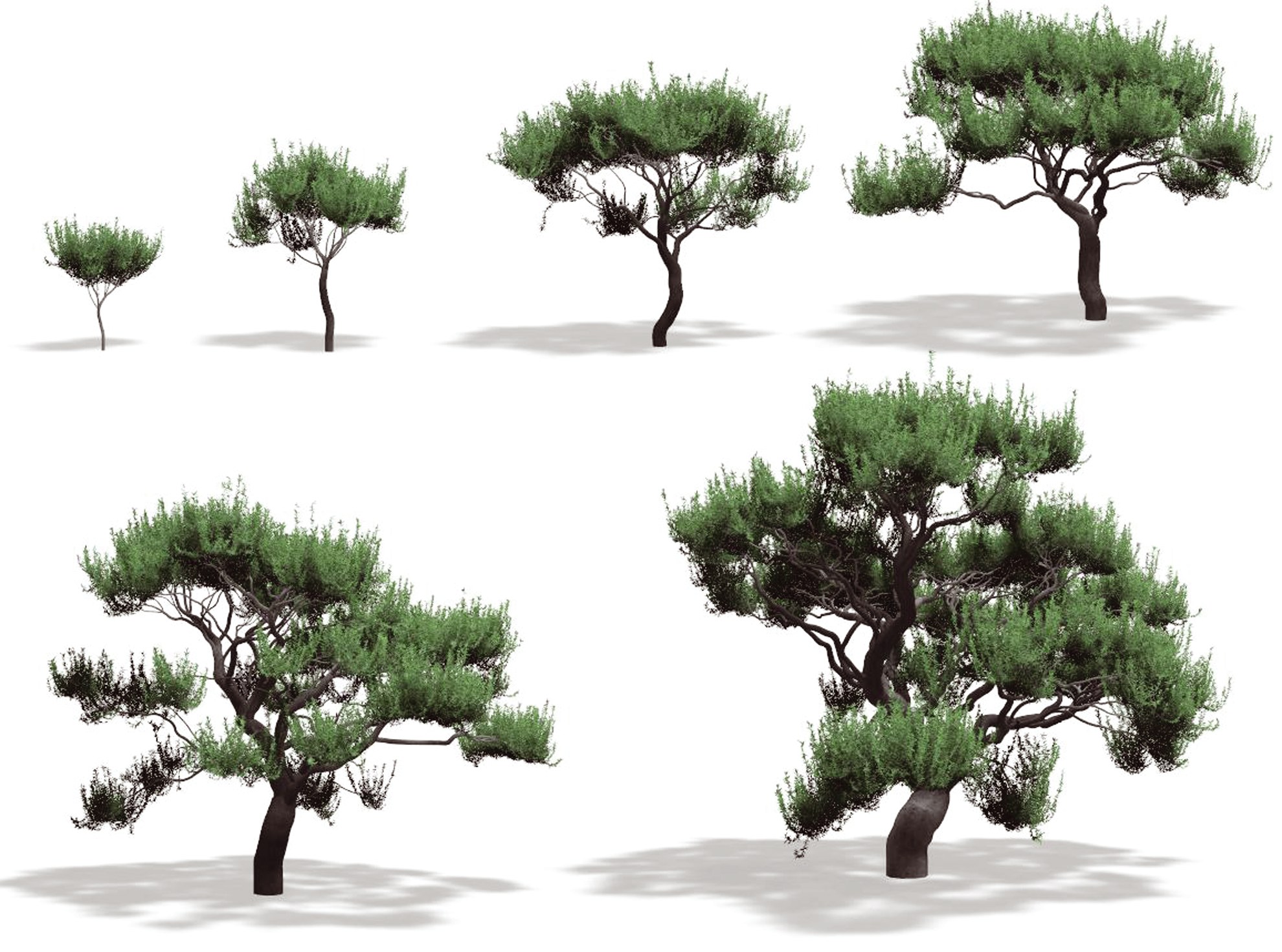 Inverse Procedural Modelling of Trees