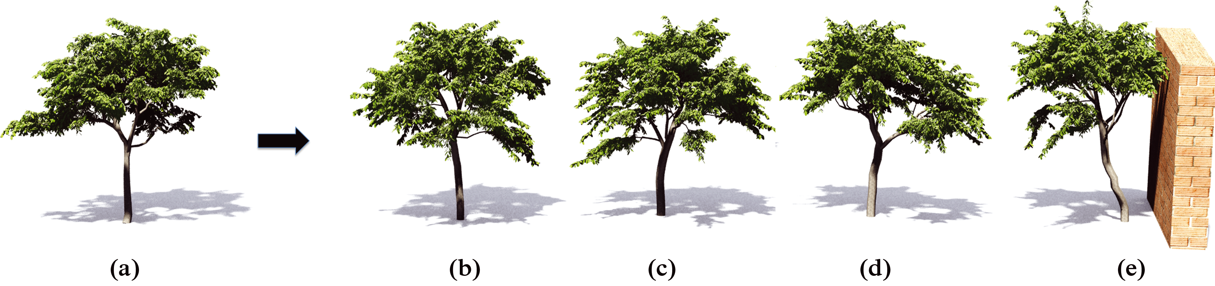 Teaser of Inverse Procedural Modelling of Trees
