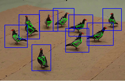 3D-MuPPET: 3D Multi-Pigeon Pose Estimation and Tracking