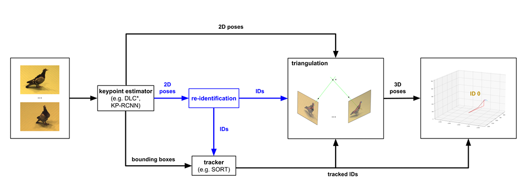 Teaser of 3D-MuPPET: 3D Multi-Pigeon Pose Estimation and Tracking