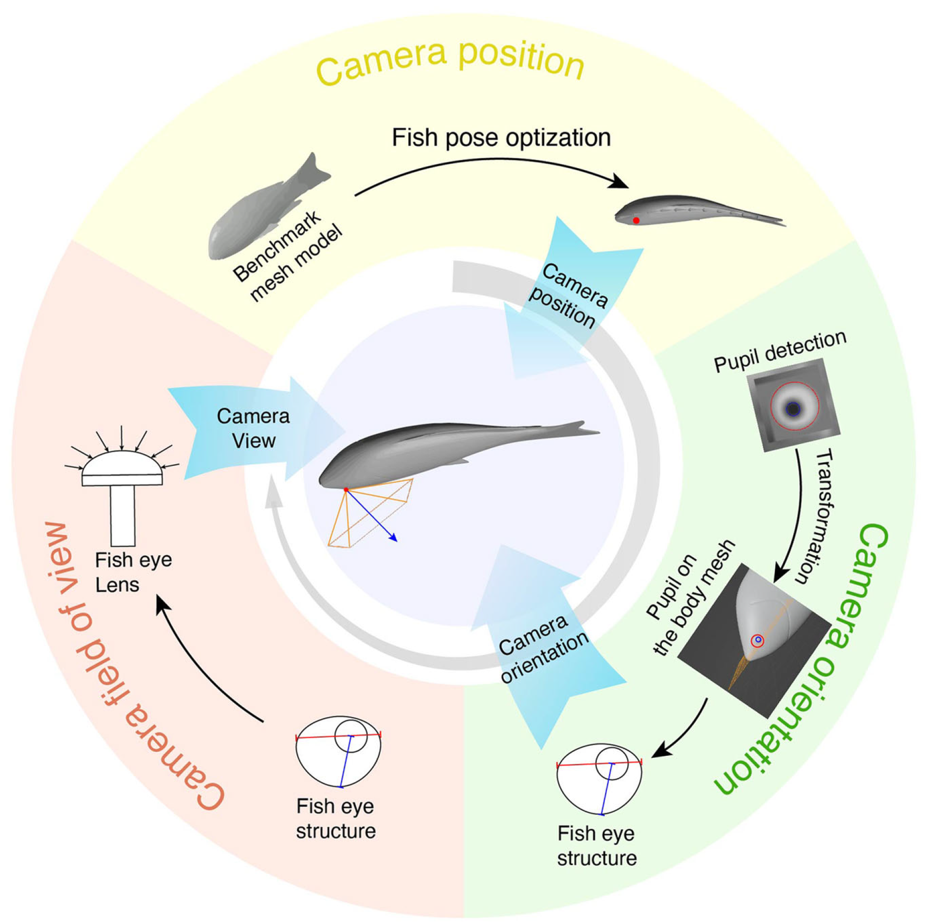 Non-invasive eye tracking and retinal view reconstruction in free swimming schooling fish