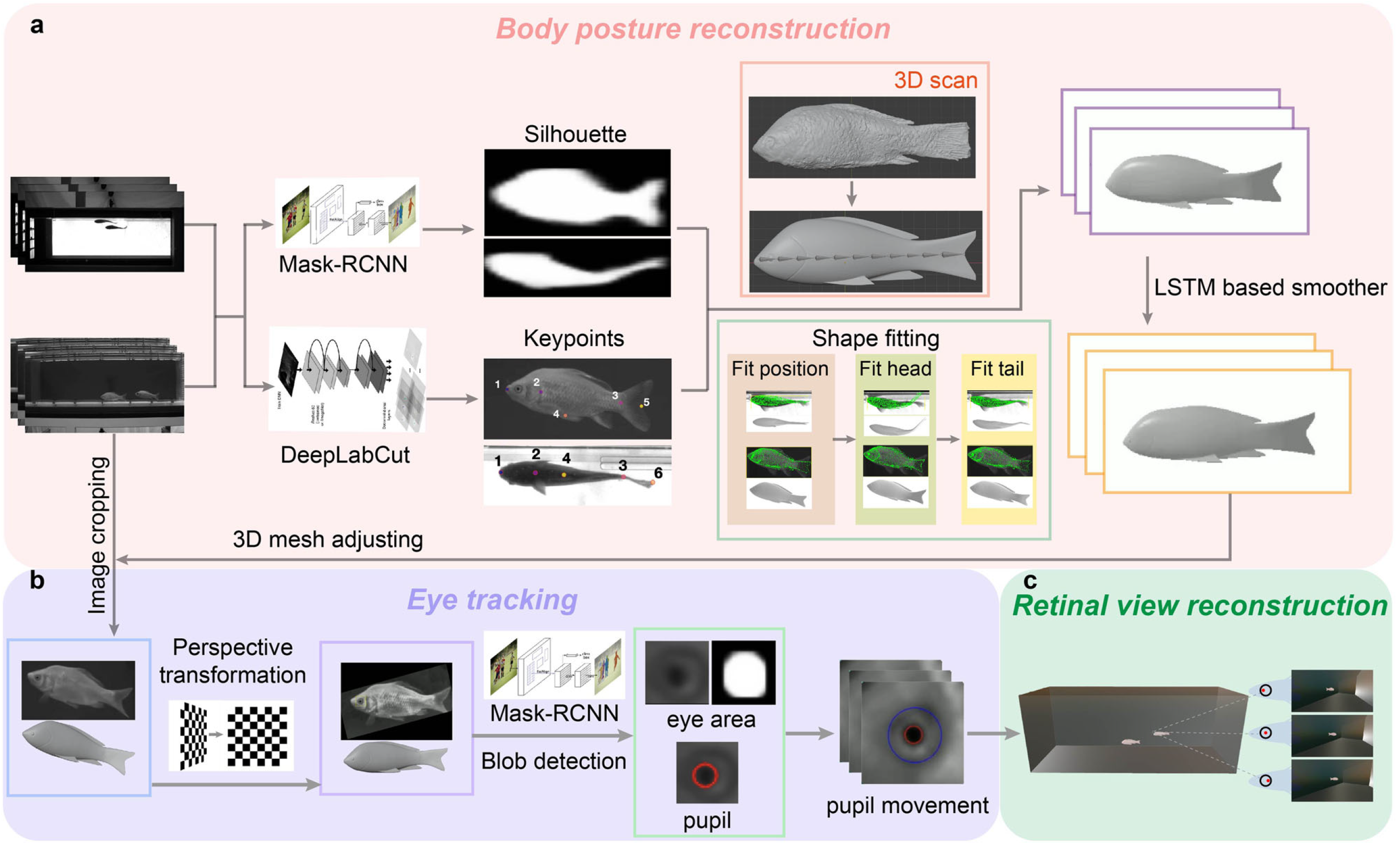 Teaser of Non-invasive eye tracking and retinal view reconstruction in free swimming schooling fish